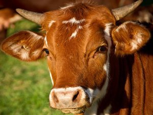 Die Kuh, der Bauer und die Sache mit der Liebe alt